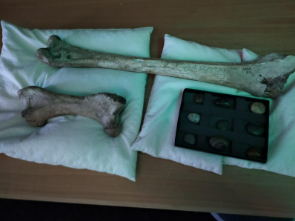 Read more about the article Year 13 Biology Museum Trip